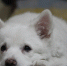 japanese-spitz-2671420_1280 - Сетевое издание Арбуз