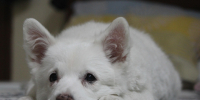 japanese-spitz-2671420_1280 - Сетевое издание Арбуз