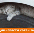 котики - Южная Волна