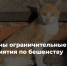 Отменён карантин по бешенству - Служба ветеринарии