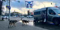 В астраханском парламенте обсудили меры по пресечению деятельности нелегальных приютов - Астраханский листок