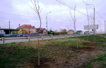 Вдоль Аэропортовского шоссе Астрахани появились высокие клены