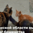 В Астраханской области кот стал причиной нового очага бешенства - Астраханский листок