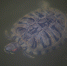 Массовая гибель черепах произошла в Астраханской области - Astrakhanpost.Ru