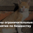 Отменён карантин по бешенству - Служба ветеринарии