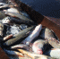 В Астрахани инспектор Росрыболовства попался на взятке - Газета Волга