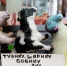 Мясные прилавки Астрахани поражают контрастом цен - Ast-News.Ru
