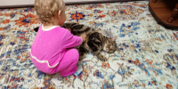 img - ЛДПР