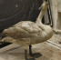 IMG-20251123-WA0022 - Сетевое издание Арбуз