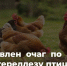 Карантин по заразной болезни птиц введен в Астрахани - Punkt-a.info