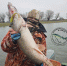 Фото: https://vk.com/astrafishing30rus?from=groups&z=photo-119313152_457281707%2Falbum-119313152_00%2Frev - KaspyInfo.Ru