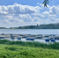 Садки, осетровая, река - Астраханский листок