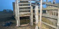 В Астраханской области проводится процессуальная проверка по факту гибели работника животноводческой точки - СУ СК РФ