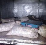 Полиция нашла в грузовике астраханца около 250 килограммов рыбы