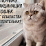 Вакцинация кошек от бешенства обязательна - Служба ветеринарии