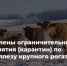 Установлен карантин по пастереллезу КРС - Служба ветеринарии