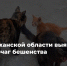 Выявлен новый очаг бешенства - Служба ветеринарии