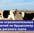 Отменён карантин по бруцеллёзу КРС - Служба ветеринарии