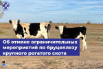 Отменён карантин по бруцеллёзу КРС