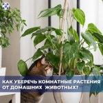 Любители зелени и пушистых друзей часто сталкиваются с конфликтом интересов.