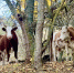 коровы, скот, корова, животные - Астраханский листок