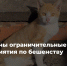 Отменён карантин по бешенству - Служба ветеринарии