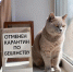 Отменён карантин по бешенству - Служба ветеринарии