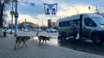 В Астрахани значительно уменьшилось количество уличных собак