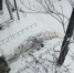 img - ЛДПР