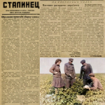 Астраханское хлопководство: канувшая в лету отрасль региона