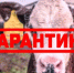 Под Астраханью установили карантин из-за бруцеллеза коров - Punkt-a.info