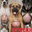 ОСТОРОЖНО, ЭХИНОКОККОЗ! - Служба ветеринарии