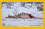 Краснокнижных сайгаков под Астраханью убивают ради рогов