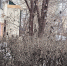 img - ЛДПР