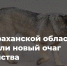 Установлен карантин по бешенству - Служба ветеринарии