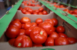 томаты, помидоры
