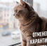 Отменен карантин по бешенству - Служба ветеринарии