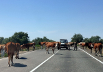 коровы на трассе скот корова