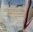 Восьмиклассница из Астрахани стала призером Чемпионата ЮФО по кинологическому спорту - Администрация города
