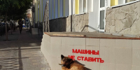 собака машины не ставить стоянка запрещена - Сетевое издание Арбуз