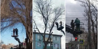 На улицах Астрахани опилили более трехсот опасных деревьев с начала 2026 года - Bloknot-Astrakhan.Ru