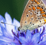 Записки астраханского натуралиста. Красота бабочек - Punkt-a.info