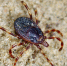 Новая фобия для астраханцев: активизировались преследующие жертв клещи рода Hyalomma - Астраханский листок