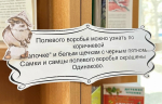 Библиотекари провели пернатую экскурсию