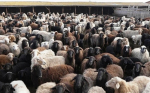 Астраханской области временно запретили ввоз животноводческой продукции в Беларусь и Казахстан