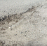 img - ЛДПР