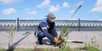 На набережной Волги в Астрахани сажают кустарники - Punkt-a.info