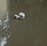Откачка воды, затопило, дождь, лужи, вода - Астраханский листок