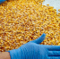 В Астраханской области резко вырос экспорт зерновой продукции - Астраханский листок