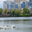 На астраханское Лебединое озеро вернулись законные обитатели - Bloknot-Astrakhan.Ru